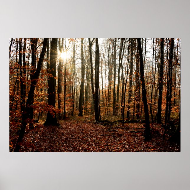 Morning sunbeams through the forest poster (Front)