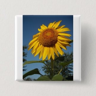 Morning Sunflower 15 Cm Square Badge