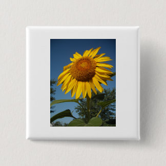Morning Sunflower 15 Cm Square Badge