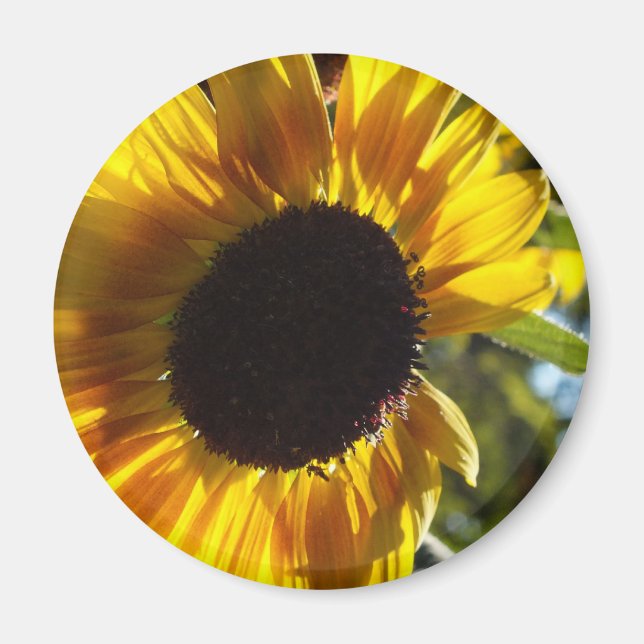 Morning Sunflower Customisable Magnet (Front)