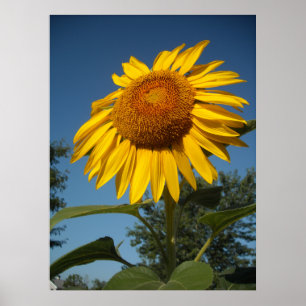 Morning Sunflower Poster
