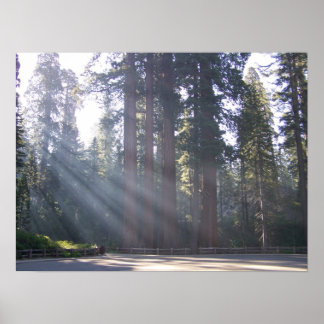 Morning Sunlight at the General Grant Tree Poster