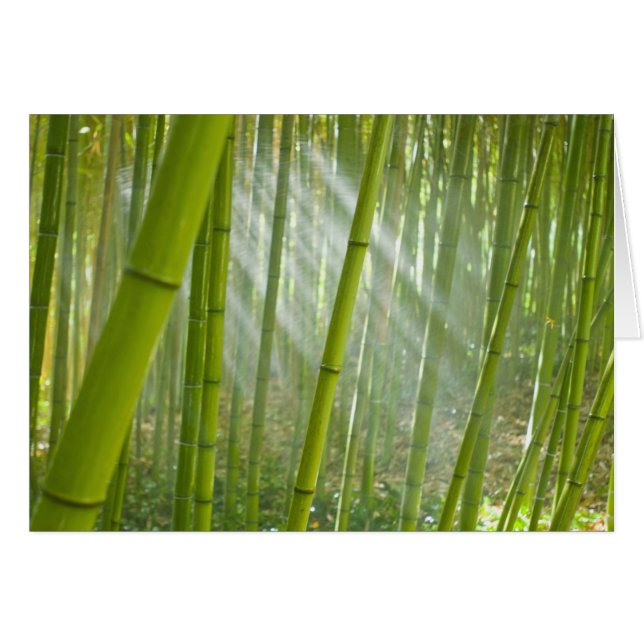 Morning sunlight filtering through bamboo (Front Horizontal)