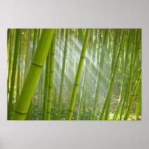 Morning sunlight filtering through bamboo poster
