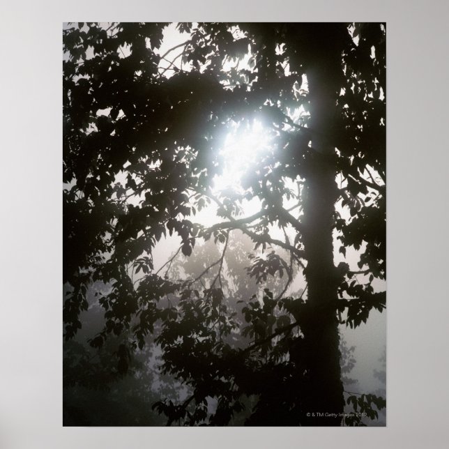 Morning sunlight through foliage of jungle poster (Front)