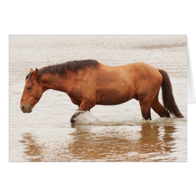 Morning swim for a horse (Front Horizontal)