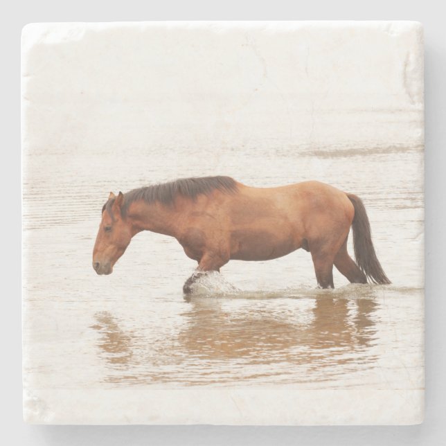Morning swim for a horse stone coaster (Front)