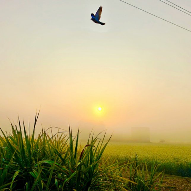 morning  village view poster (village of punjab sunrise moment  , peaceful nature vibes)