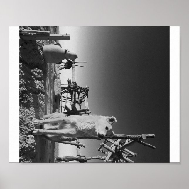 Moroccan Dog Poster (Front)