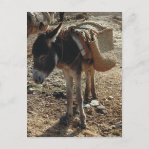 Morocco Mule Postcard