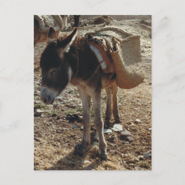 Morocco Mule Postcard (Front)