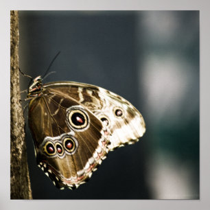 Morpho peleides Print