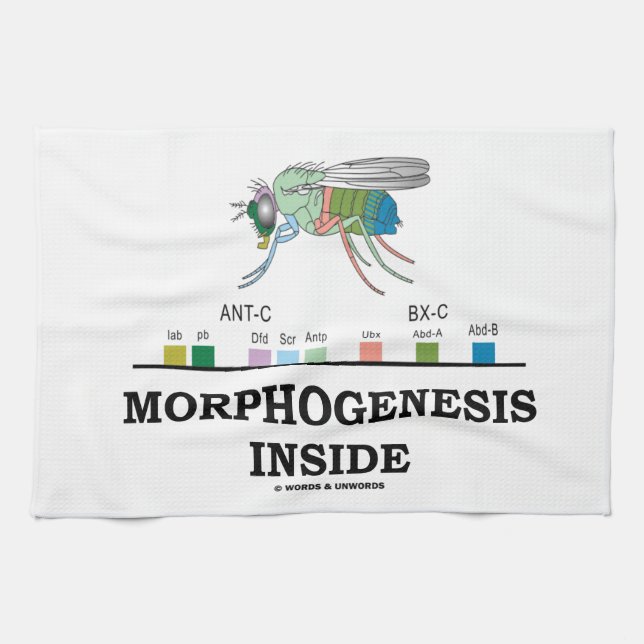 Morphogenesis Inside Drosophila Fruit Fly Genes Tea Towel (Horizontal)