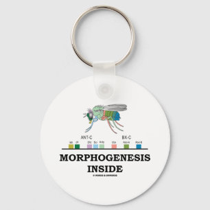 Morphogenesis Inside (Fruit Fly Drosophila Genes) Key Ring