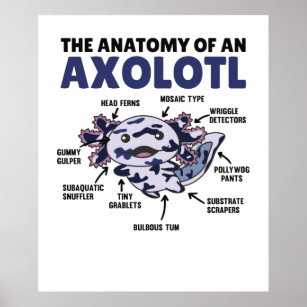 Mosaic Axolotl Explanation Anatomy Of An Axolotl Poster