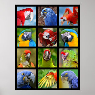 Mosaic photos of parrots poster