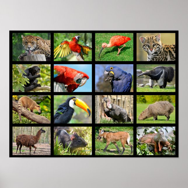 mosaic photos South American animals Poster (Front)
