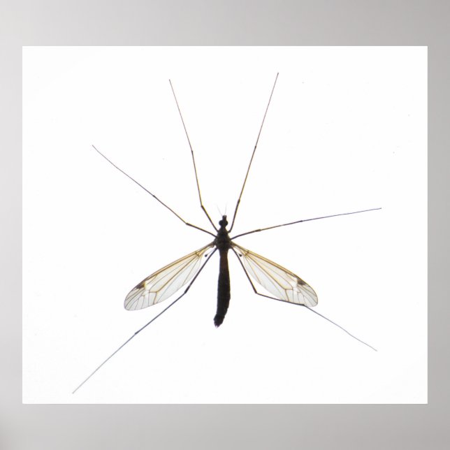 Mosquito Poster (Front)