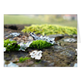 moss