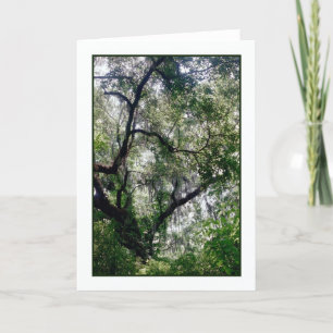 Moss Canopy Greeting Card