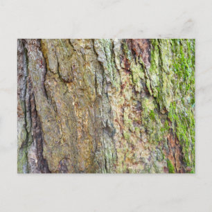 Moss-Covered Tree Bark Postcard