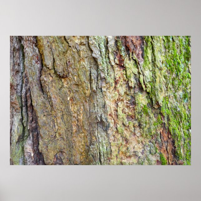 Moss-Covered Tree Bark Poster (Front)