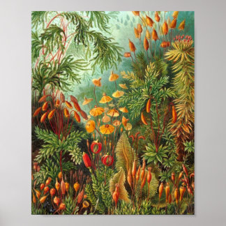 Moss - Ernst Haeckel Poster