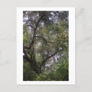 Moss Forest Canopy Custom Louisiana Art Postcards