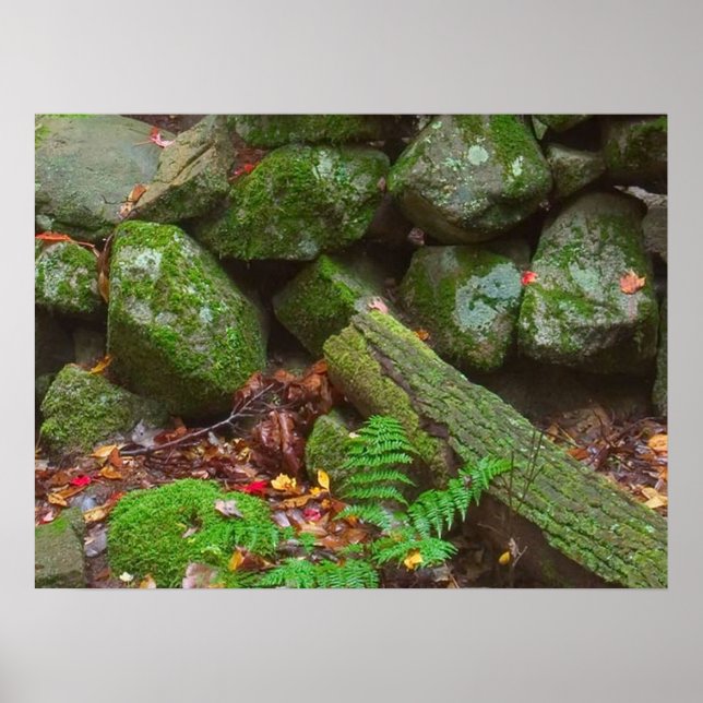 Moss in the Woods   Poster (Front)
