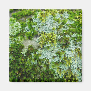 Moss & Lichen on Rock Magnet