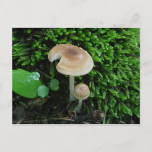 Moss Mshrooms Postcard