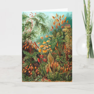 Moss (Muscinae) by Haeckel Card