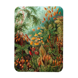 Moss (Muscinae) by Haeckel Magnet