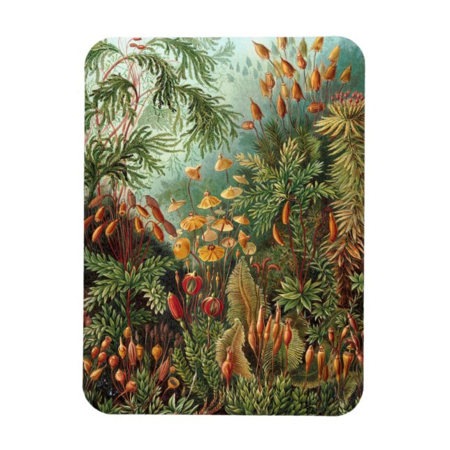 Moss (Muscinae) by Haeckel Magnet (Vertical)