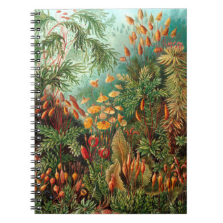 Moss (Muscinae) by Haeckel Notebook