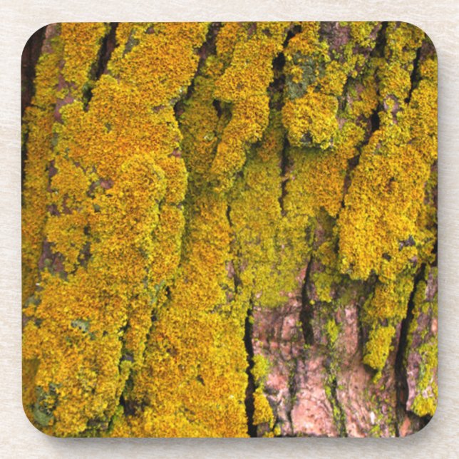 Moss on Tree Bark Coaster (Front)