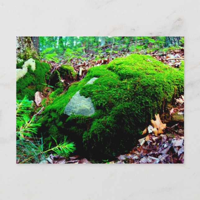 moss postcard (Front)