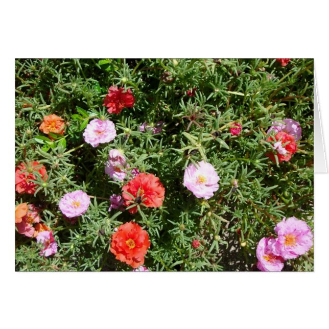 Moss Rose (Front Horizontal)