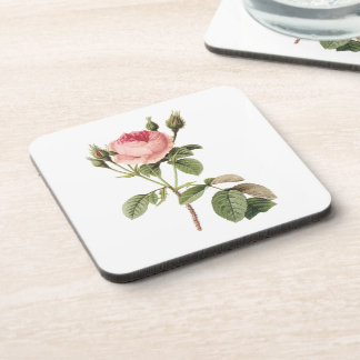 moss rose (Rosa muscosa) by Redouté Coaster