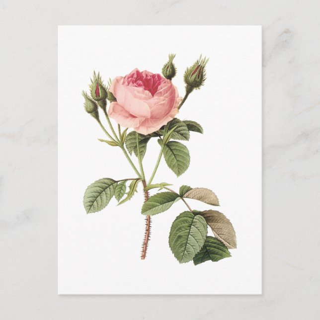 moss rose (Rosa muscosa) by Redouté Postcard (Front)