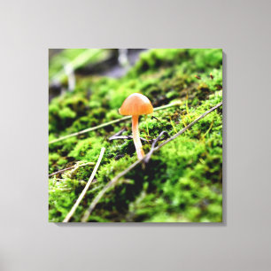 Mosses and Lichens with tiny Mushroom Canvas Print