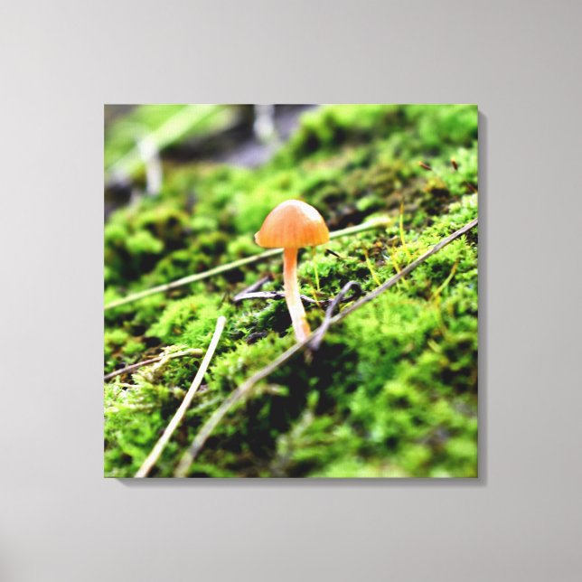 Mosses and Lichens with tiny Mushroom Canvas Print (Front)