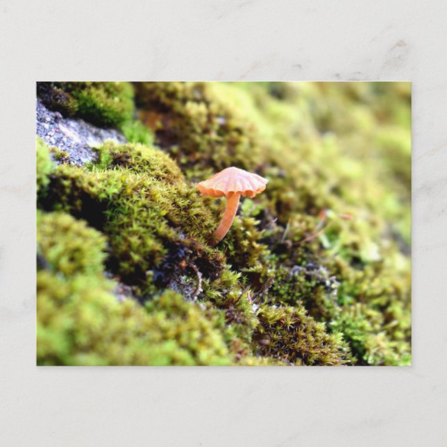 Mosses and Lichens with tiny Mushroom Postcard (Front)
