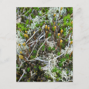 Mosses & Fruiting Bodies Postcard