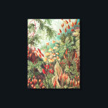 Mosses, Muscinae Laubmoose by Ernst Haeckel Canvas Print<br><div class="desc">Mosses,  Muscinae Laubmoose by Ernst Haeckel Canvas Print</div>