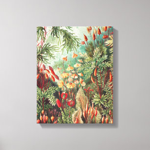 Mosses, Muscinae Laubmoose by Ernst Haeckel Canvas Print