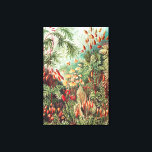 Mosses, Muscinae Laubmoose by Ernst Haeckel Canvas Print<br><div class="desc">Mosses,  Muscinae Laubmoose by Ernst Haeckel Canvas Print</div>