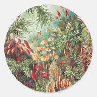 Mosses, Muscinae Laubmoose by Ernst Haeckel