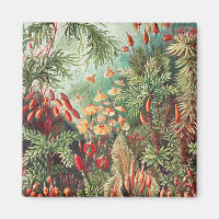 Mosses, Muscinae Laubmoose by Ernst Haeckel