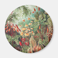 Mosses, Muscinae Laubmoose by Ernst Haeckel